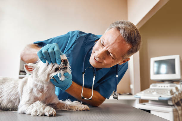 Best Pediatric Emergency Dentist in Palm River Clair Mel, FL